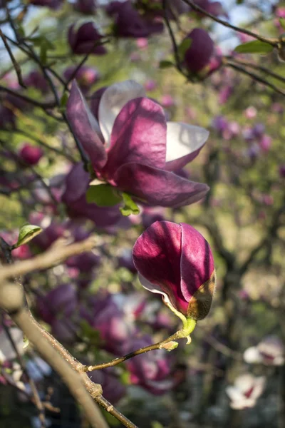 Magnolia Kwitnie Wiosną Wiosenna Natura Piękne Kwiaty — Zdjęcie stockowe