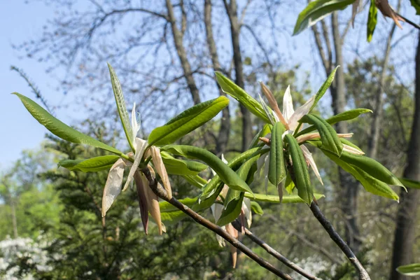 Magnolia Naturaleza Primavera Flor Seca Semillas — Foto de Stock