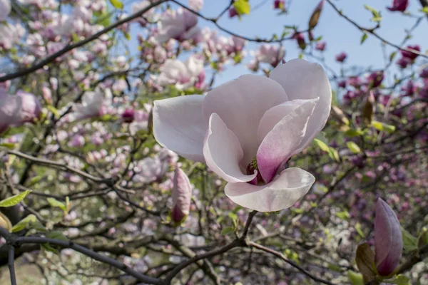 Magnolia Fleurit Printemps Nature Printanière Belles Fleurs — Photo