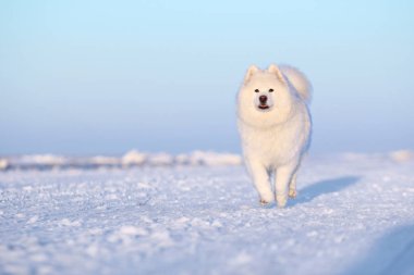 Beyaz köpek karda koşuyor.