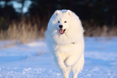 Beyaz köpek karda koşuyor.