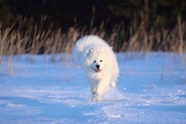 Beyaz köpek karda koşuyor.