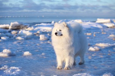 Beyaz tüylü köpek, Samoyed karda oturuyor.