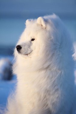 Beyaz samoolu bir köpeğin portresi