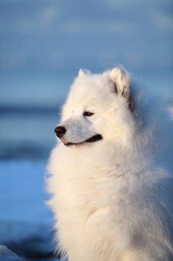 Beyaz samoolu bir köpeğin portresi