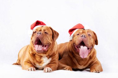 Köpek ve Yeni Yıl