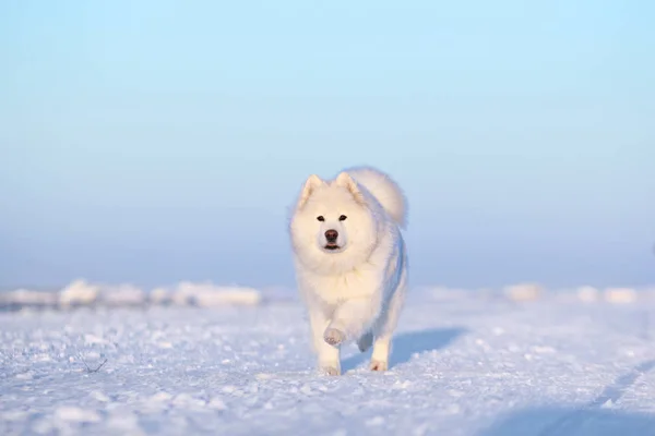 Weißer Hund samoy läuft durch den Schnee — Stockfoto