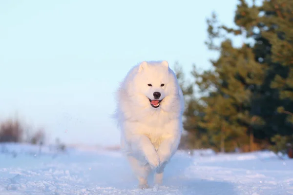 White dog samoyed running through the snow — Stock Photo, Image