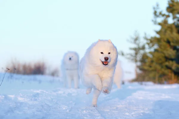 Blanco perro samoyed corriendo a través de la nieve — Foto de Stock