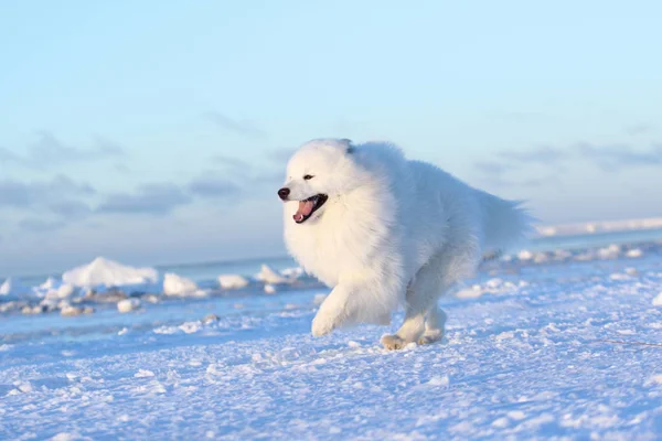 White dog samoyed running through the snow — Stock Photo, Image