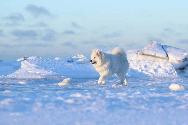 Blanco perro samoyed corriendo a través de la nieve —  Fotos de Stock