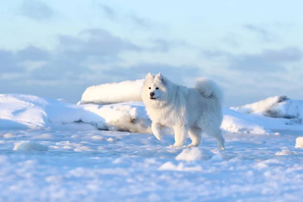 Beyaz köpek karda koşuyor.