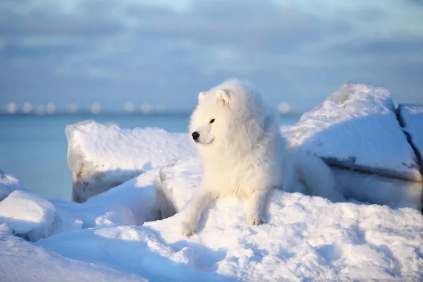 Білий пухнастий собака, сидить на снігу — стокове фото