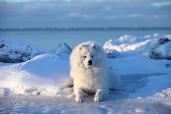 Weißer flauschiger Hund, Samowar sitzt auf dem Schnee — Stockfoto