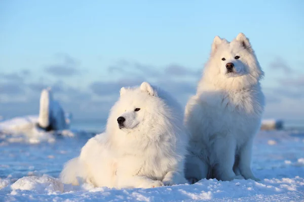 Biały puszysty pies, Samoyed siedzi na śniegu — Zdjęcie stockowe