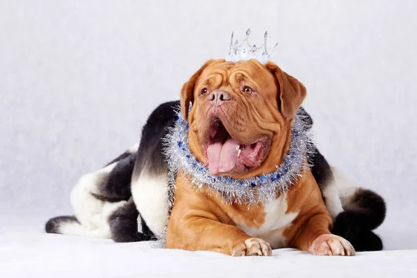 stock image Dog and New Year