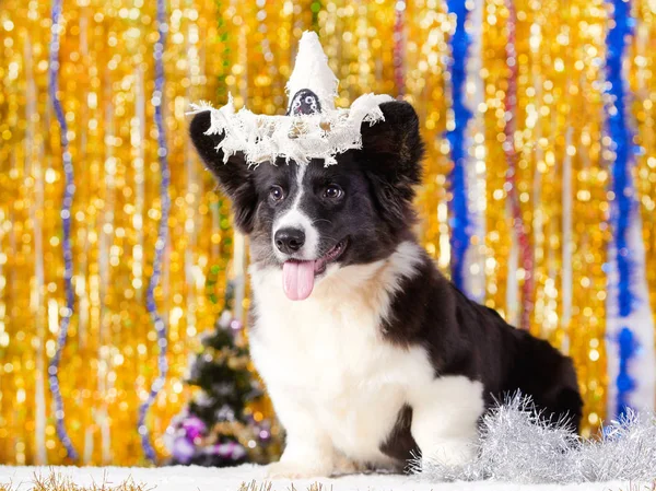 Pies i Nowy Rok — Zdjęcie stockowe