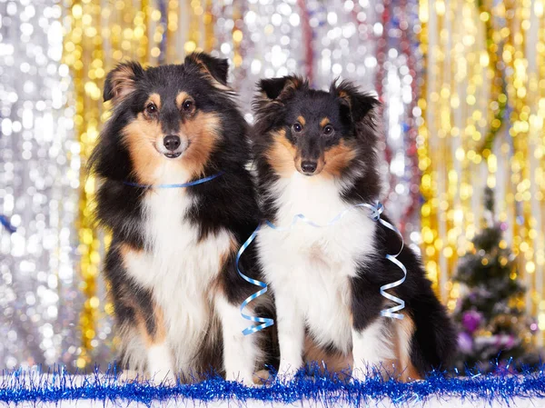 Pies i Nowy Rok — Zdjęcie stockowe