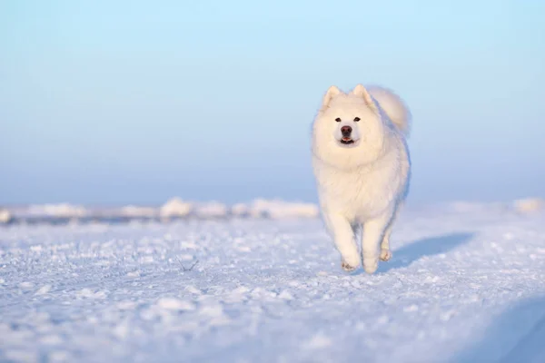 Blanco perro samoyed corriendo a través de la nieve Fotos de stock libres de derechos