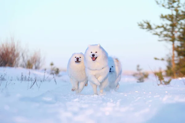 Blanco perro samoyed corriendo a través de la nieve Fotos de stock
