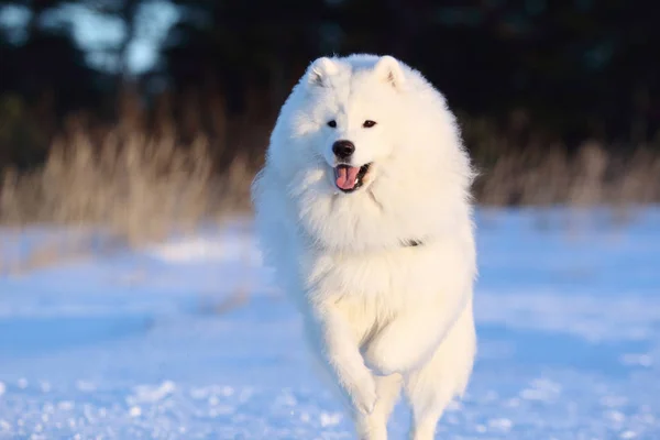 Blanco perro samoyed corriendo a través de la nieve Imagen de stock