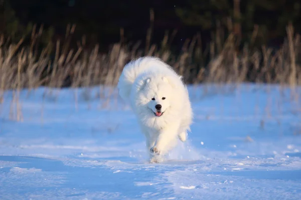 Blanco perro samoyed corriendo a través de la nieve Fotos de stock