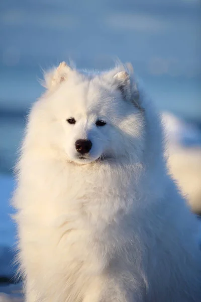 Portrait of a white samoyed dog Stock Photo