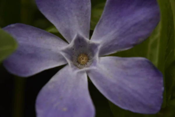 Фіолетова Квітка Язана Зірковим Серцем — стокове фото