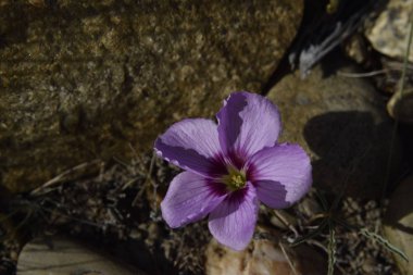 taşlar arasında pembe çiçek