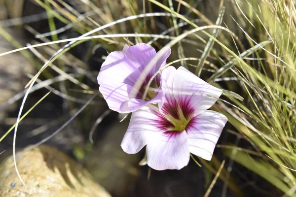 Zwei Schöne Wildblumen Nahaufnahme Nachmittag — Stockfoto