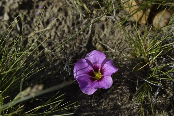 Violette Wildblume Nachmittag — Stockfoto