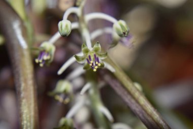 güzel çan kır çiçeği closeup görünümü