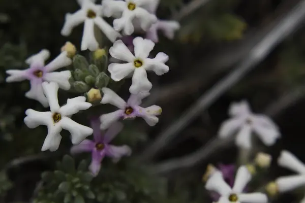 Schöne Wilde Weiße Blumen Nahaufnahme — Stockfoto
