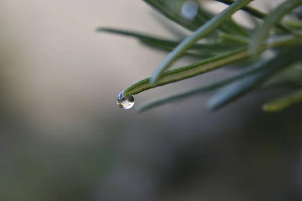 Kropla Deszczu Widok Zbliżenie Zielony Liść — Zdjęcie stockowe