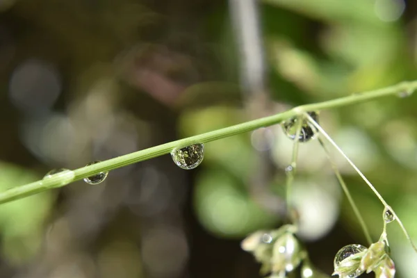 Kropla Deszczu Widok Zbliżenie Zielony Oddział — Zdjęcie stockowe