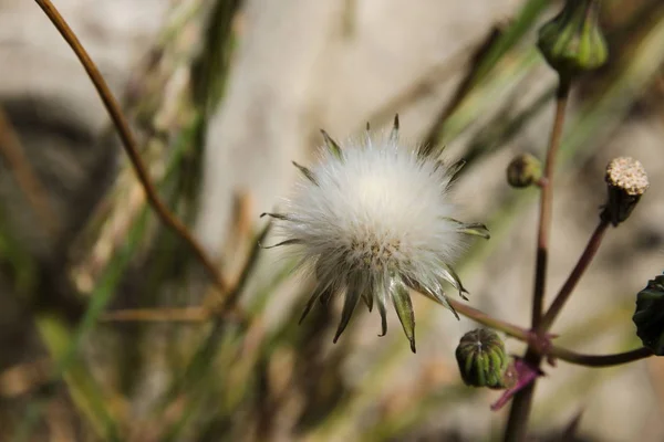 Вигляд Насіння Квітів Кульбаби Серед Розмитої Трави — стокове фото