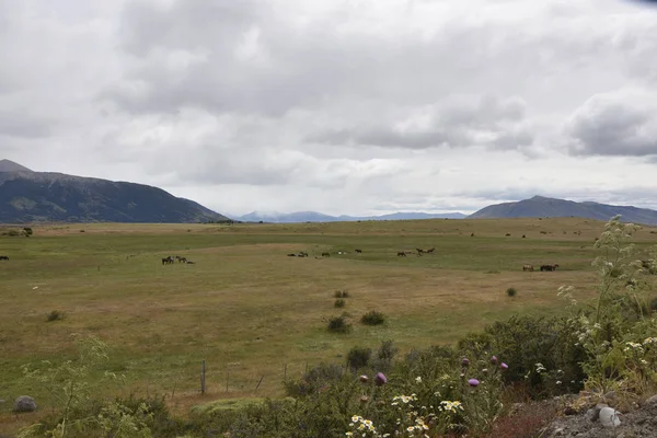 Caballos Pradera Montañas Entre Cielo Nublado Parque Nacional Los Glaciares —  Fotos de Stock