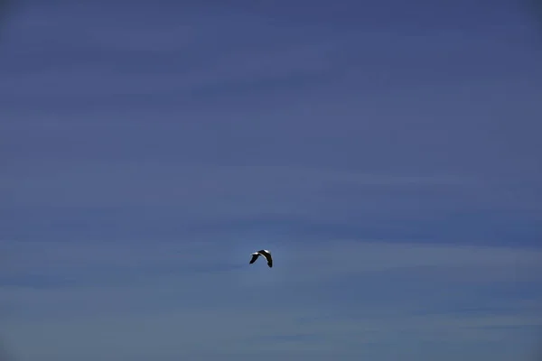青い空の中で自由に飛ぶカモメ — ストック写真