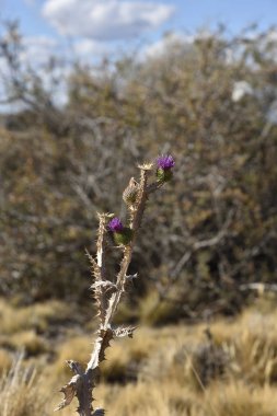 Ağaçlar arasında sonbaharda tarlada Thistles