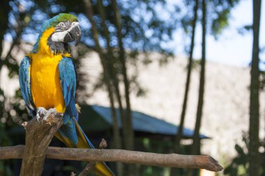 Güzel Amerika papağanı portre içinde belgili tanımlık vahşi, Meksika, Tabasco, Villahermosa