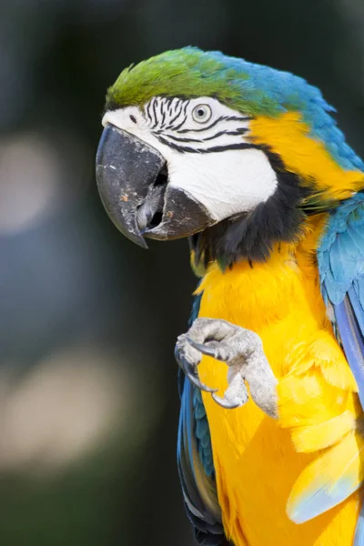Güzel Amerika papağanı portre içinde belgili tanımlık vahşi, Meksika, Tabasco, Villahermosa
