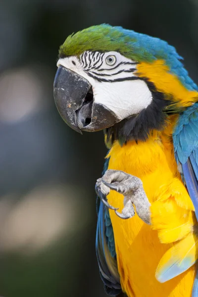 Güzel Amerika papağanı portre içinde belgili tanımlık vahşi, Meksika, Tabasco, Villahermosa