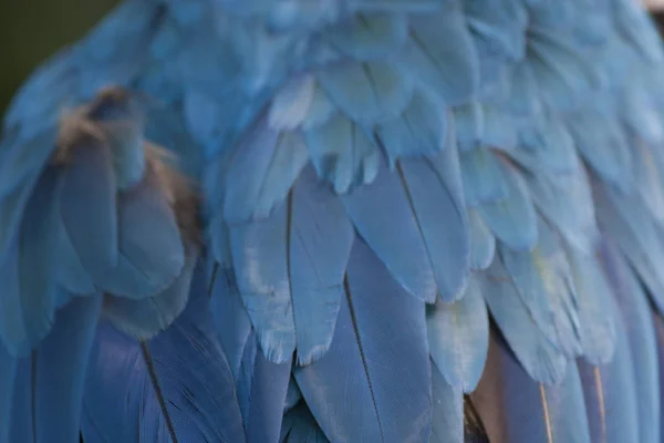 Beautiful Macaw Portrait Wild Mexico Tabasco Villahermosa — Stock Photo, Image