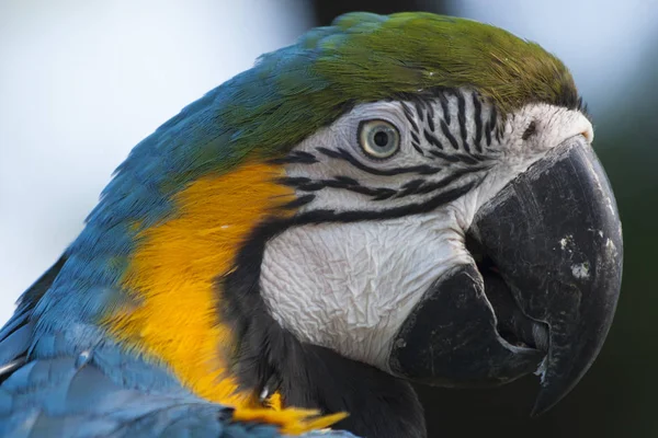 Güzel Amerika papağanı portre içinde belgili tanımlık vahşi, Meksika, Tabasco, Villahermosa