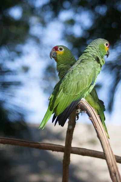 Green Parrot Wild Villahermosa Tabasco Mexico — Stock Photo, Image
