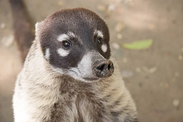 Coati Het Venta Park Villahermosa Tabasco Mexico — Stockfoto