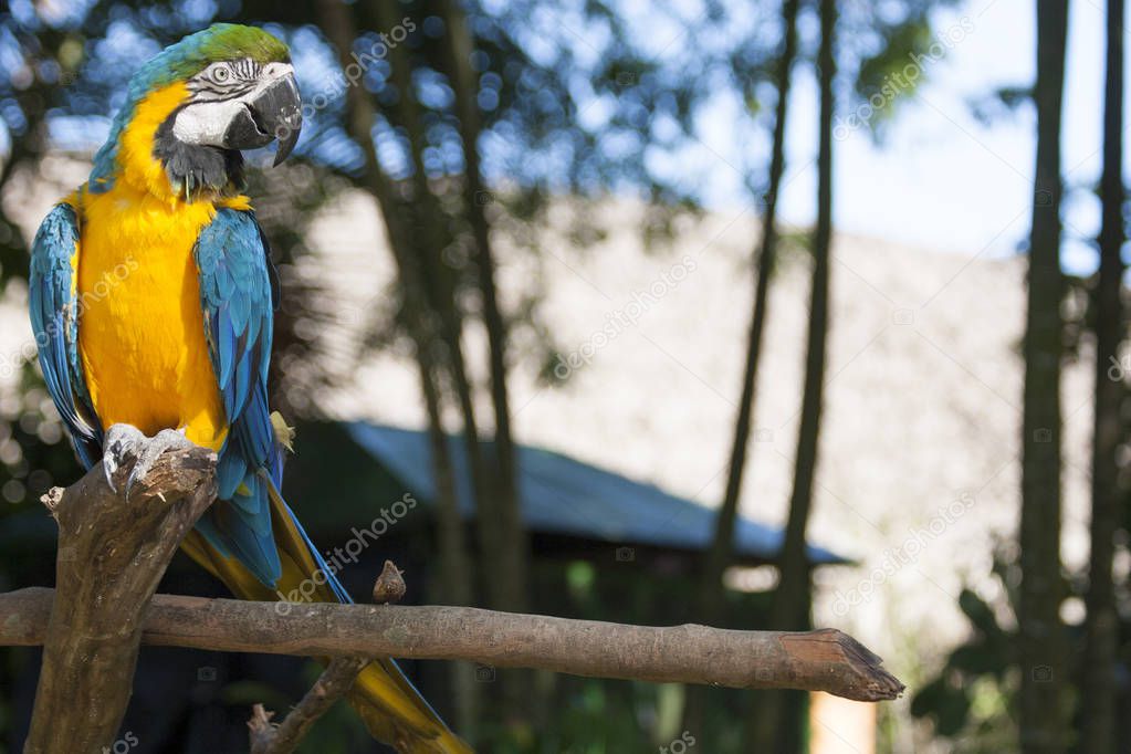 Beautiful Macaw portrait  in the wild,Mexico,Tabasco,Villahermosa