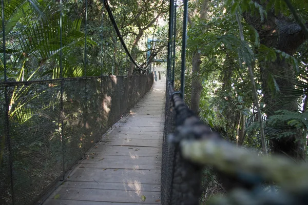 Ormandaki asma köprü, La Venta Parkı, Meksika, Tabasco, Villahermosa