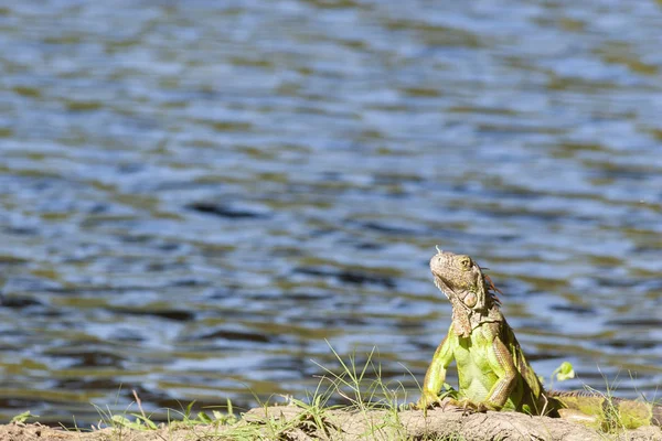 Awesome Iguana Portrait River Background — Stock Photo, Image