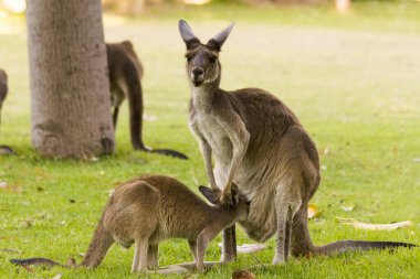 Güzel kanguru bebeğini dışarıda besliyor Perth, Batı Avustralya, Avustralya